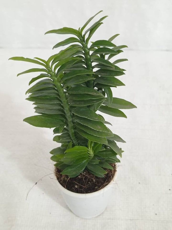 Green Pedilanthus Planting Seeds for Garden NON GMO Seeds