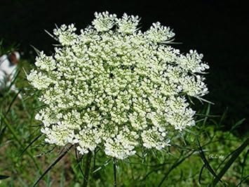 White Bishops Flower Seeds for Planting, 100 pcs