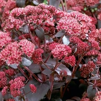 Pink Sedum Telephium Plant Seeds for Planting - NON GMO Seeds