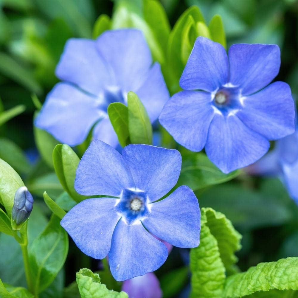 Vinca Minor Flower Seeds for Planting -NON GMO Seeds for planting in home garden