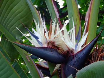 Heirloom Non-GMO White Strelitzia Reginae Houseplant Seeds for Planting – Exotic Bird of Paradise Seeds for planting in your garden.