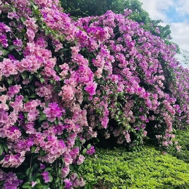 Climbing Flower Seeds Heirloom Non GMO Planting - 100 pcs