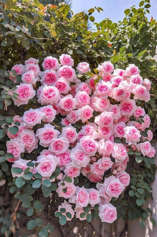 Light Pink Climbing Rose Plant Seeds for Planting - Non-GMO Heirloom Garden Seeds for Growth