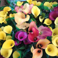 Mixed Calla Lily Flower Seeds for Planting - NON GMO Seeds