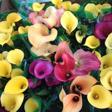 Mixed Calla Lily Flower Seeds for Planting - NON GMO Seeds