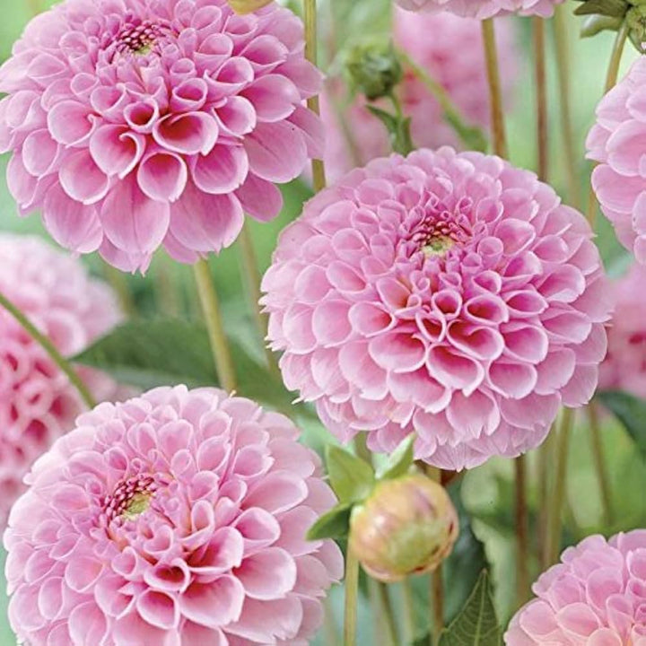 Pink Pompon Dahlia Flower Seeds for Planting - Heirloom Non-GMO Seeds,Beautiful Blooms