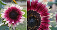Pink and White Sunflower Flower Seeds for Planting – Unique Bicolor Blooms for Your Garden