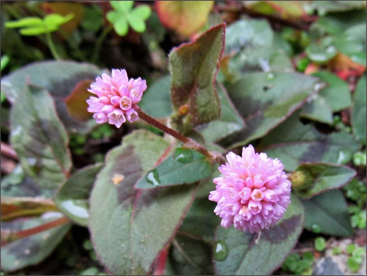 Polygonum Capitatum Flower Seeds – Heirloom Non-GMO Seeds for Creeping and Decorative Garden Planting
