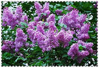 White Vanilla Fraise Flower Seeds for Planting - 100 Pcs pcs