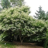 White Sevenson Flower Seeds for Garden - 100 pcs
