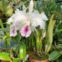White Pink Cattleya Hybrida Flower Seeds for Planting - NON GMO Seeds