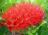 Greyia Sutherlandii Flower Seeds – Heirloom Non-GMO Seeds for Bold and Ornamental Garden Planting