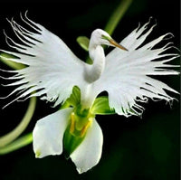 Japanese Radiata Flower Seeds for Planting ƒ?? Organic, Heirloom, Non-GMO Spider Lily Seeds