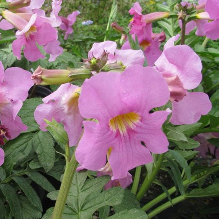 Incarvilla Flower Seeds for Planting â€“ NON GMO Seeds