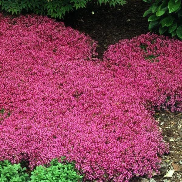 Red Creeping Flower Seeds for Planting, Fresh, NON GMO Seeds seeds for planting in home garden
