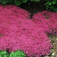 Red Creeping Flower Seeds for Planting, Fresh, NON GMO Seeds seeds for planting in home garden