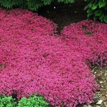 Red Creeping Flower Seeds for Planting, Fresh, NON GMO Seeds seeds for planting in home garden