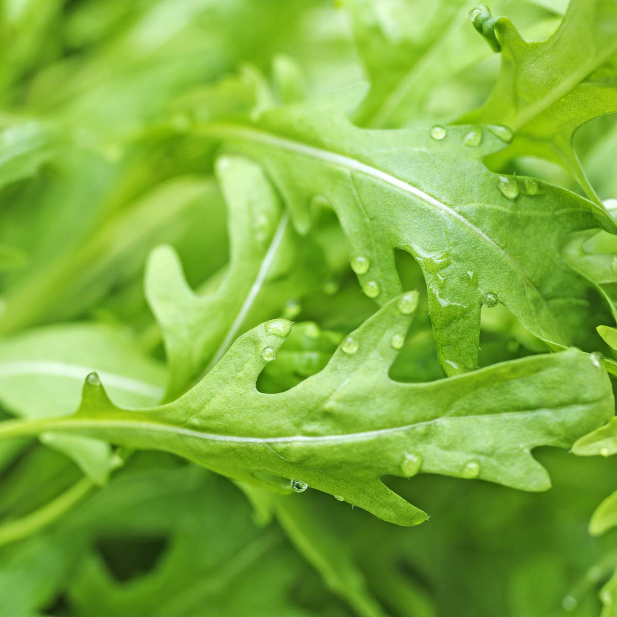 Young rocket salad plug plants growing in a vegetable garden.
