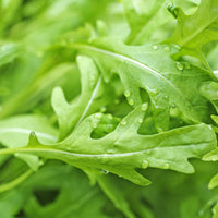 Young rocket salad plug plants growing in a vegetable garden.
