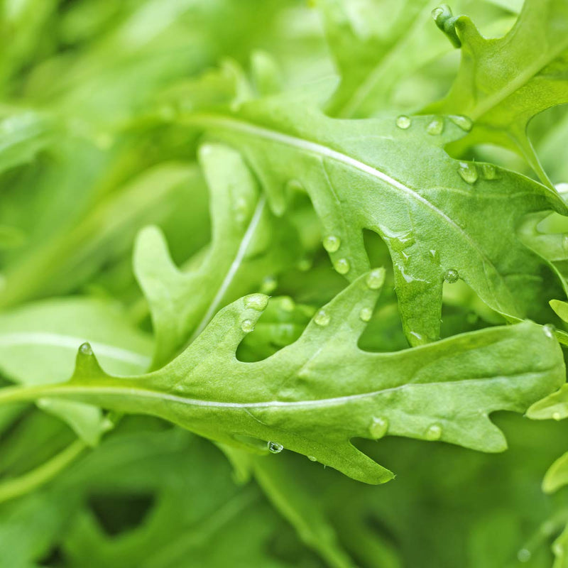 Young rocket salad plug plants growing in a vegetable garden.
