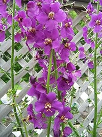 Purple Mullein Flower Seeds for Planting - NON GMO Seeds