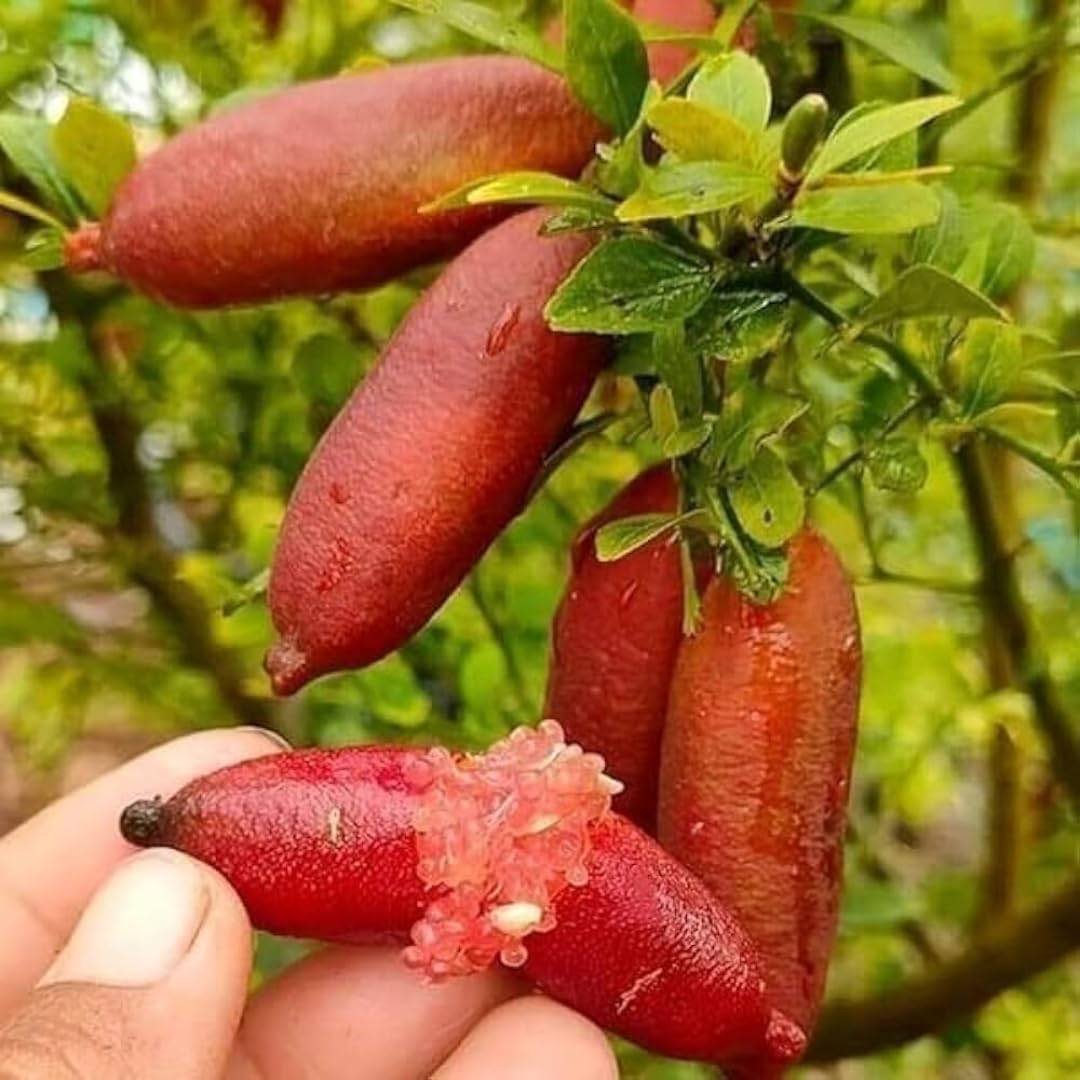 Pink Finger Lime plant with glossy green leaves and fruit