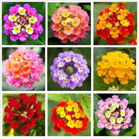 Lantana Mix Flower Seeds for Garden Planting - NON GMO Seeds