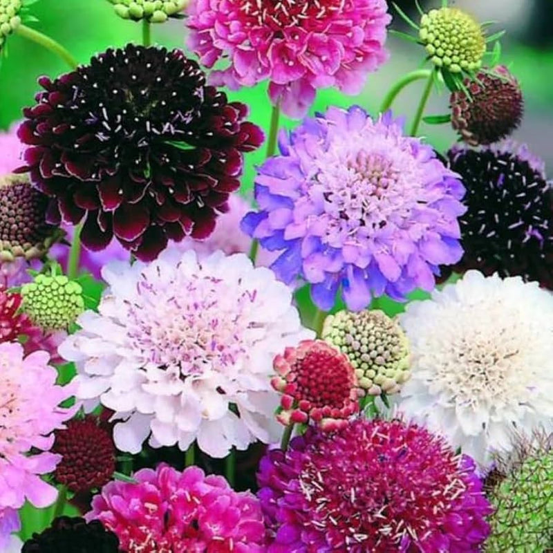 Scabiosa Flower Seeds Heirloom Non GMO Planting - 100 pcs