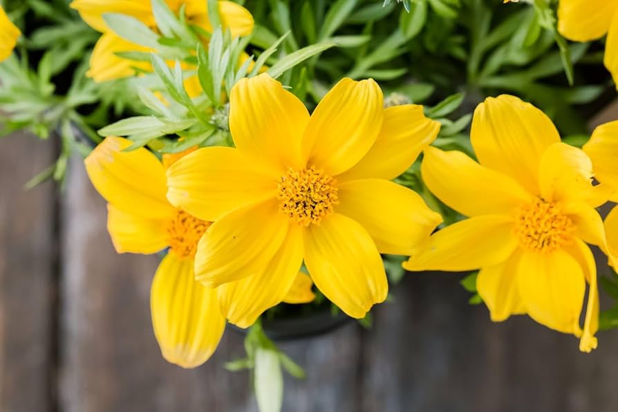 Bidens Flower Seeds for Planting, Fresh - NON GMO Seeds seeds for planting in home garden
