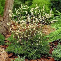 Heirloom (Heirloom scientific name) for planting in garden
