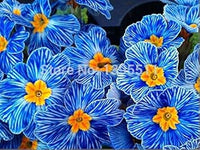 Heirloom Blue Zebra Primula Flower Seeds for Planting – Non-GMO Perennial Garden Blooms