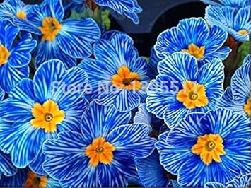 Heirloom Blue Zebra Primula Flower Seeds for Planting ƒ?? Non-GMO Perennial Garden Blooms