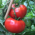 Tomato Vegetable Seeds for Planting – Red Shade 100 Pcs pcs