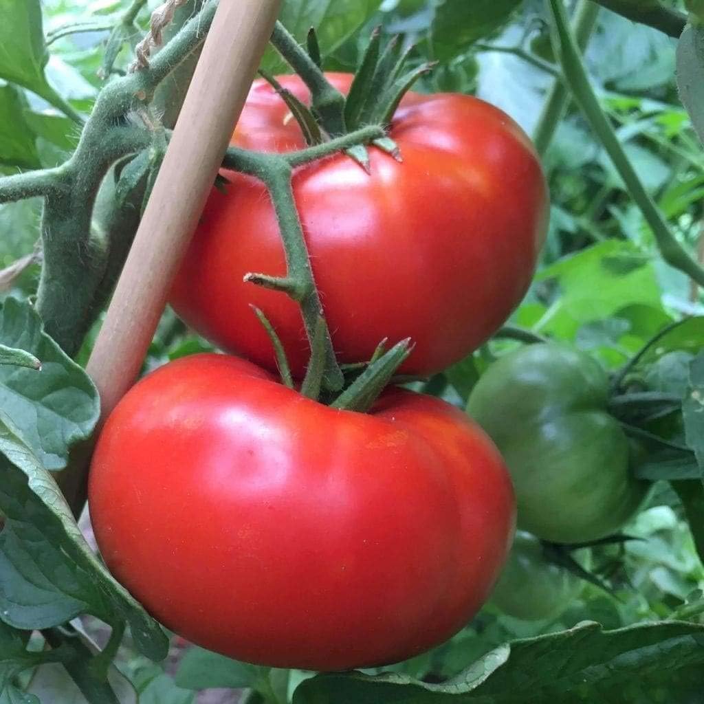 Tomato Vegetable Seeds for Planting – Red Shade 100 Pcs pcs