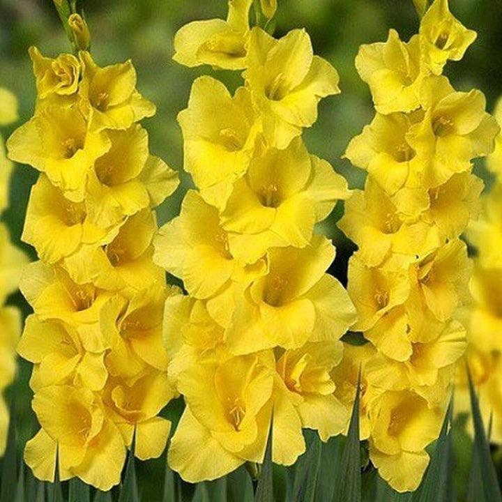 Heirloom Yellow Gladiolus Flower Seeds ƒ?? Non-GMO Perennial Blooms for Planting