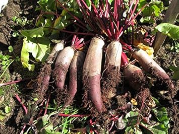 Red Mammoth Beet Beta vulgaris seeds for garden planting