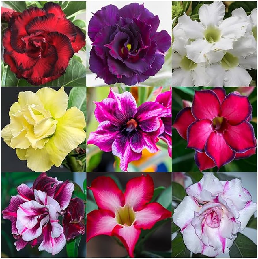 Adenium Flower Seeds Heirloom Non GMO Planting - 100 pcs