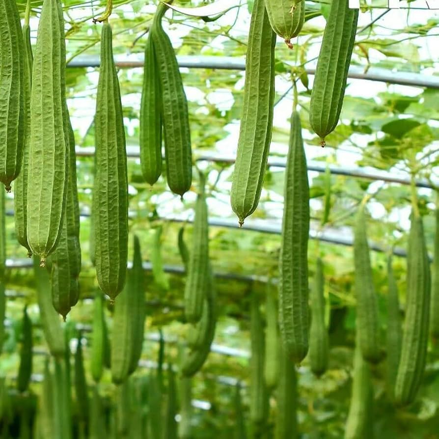 Luffa Angled Loofah Vegetable Seeds