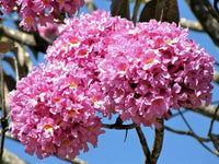 Pink Hatiora Rosea Plant Seeds for Planting Non-GMO Heirloom Garden Seeds for Home Growing