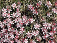 Heirloom Non-GMO Pink White Sedum Pulchellum Flower Seeds for Planting – Hardy Ground Cover Blooms