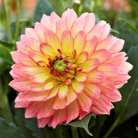 Pink Multi-Color Dahlia Flower Seeds