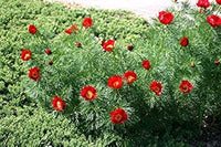 Heirloom (Heirloom scientific name) for planting in garden