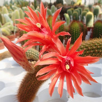 Hildewintera Flower Seeds Heirloom Non GMO Planting - 100 pcs for planting in home garden