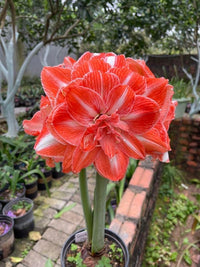 Orange Amaryllis Flower Seeds for Planting - NON GMO Seeds