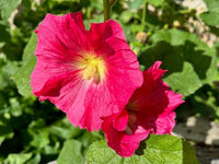 Malvarosa Flower Seeds for Planting - NON GMO Seeds for planting in home garden