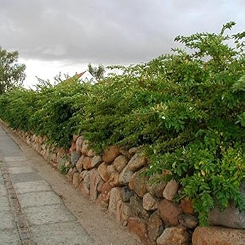 Heirloom Non-GMO White Privet Flower Seeds for Planting ƒ?? Fragrant Blooms for Hedges and Ornamental Gardens