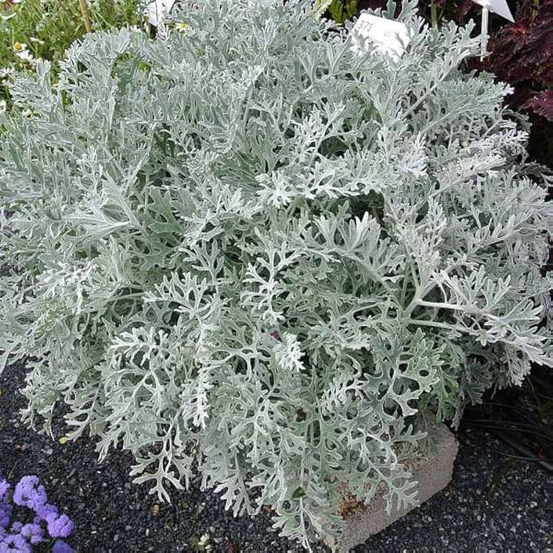 Heirloom Cineraria Maritima Flower Seeds for Planting, Non-GMO