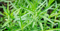 Tarragon Plant Seeds for Planting - 100 pcs
