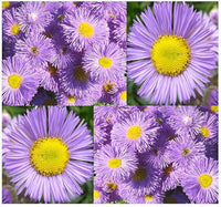 Heirloom Purple Yellow Erigeron Flower Seeds for Garden Planting – Bright Blooms