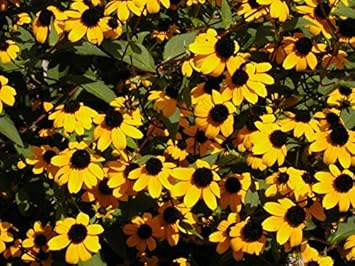 Rudbeckia Flower Seeds for Planting, Yellow Blooms, 100 pcs